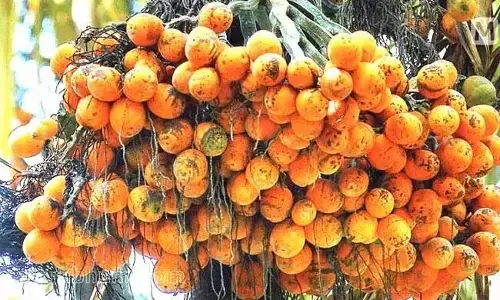 ಅಡಿಕೆ ಎಲೆಚುಕ್ಕೆ ರೋಗ ತಡೆಗೆ 62 ಕೋಟಿ ರೂ.ನೆರವು ಘೋಷಣೆ