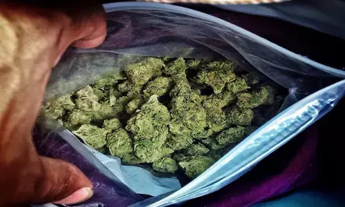 ಗೋವಾ | 11.67 ಕೋ. ರೂ. ಮೌಲ್ಯದ ಗಾಂಜಾ ವಶ