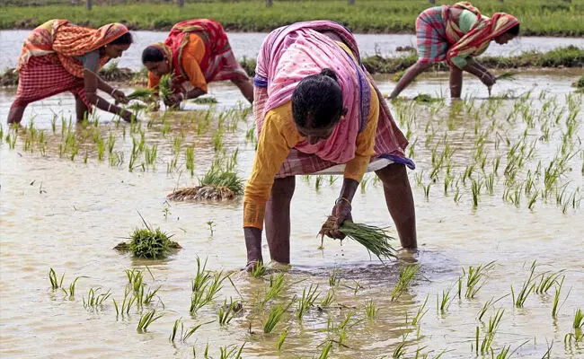 ಮಹಾರಾಷ್ಟ್ರದಲ್ಲಿ ಪ್ರತಿ ನಿತ್ಯ ಎಂಟು ರೈತರ ಆತ್ಮಹತ್ಯೆ?: ಭಾಗಶಃ ಸತ್ಯ ಎಂದು ಒಪ್ಪಿಕೊಂಡ ಸಚಿವ ಮಹಾರಾಷ್ಟ್ರದಲ್ಲಿ ಪ್ರತಿ ನಿತ್ಯ ಎಂಟು ರೈತರ ಆತ್ಮಹತ್ಯೆ?: ಭಾಗಶಃ ಸತ್ಯ ಎಂದು ಒಪ್ಪಿಕೊಂಡ ಸಚಿವ