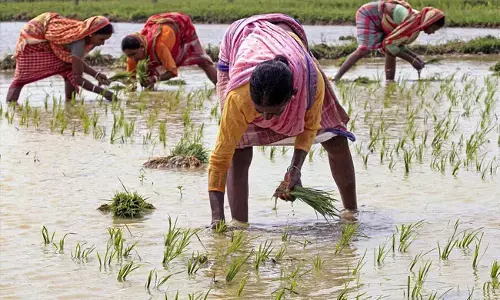 ಮಹಾರಾಷ್ಟ್ರದಲ್ಲಿ ಪ್ರತಿ ನಿತ್ಯ ಎಂಟು ರೈತರ ಆತ್ಮಹತ್ಯೆ?: ಭಾಗಶಃ ಸತ್ಯ ಎಂದು ಒಪ್ಪಿಕೊಂಡ ಸಚಿವ