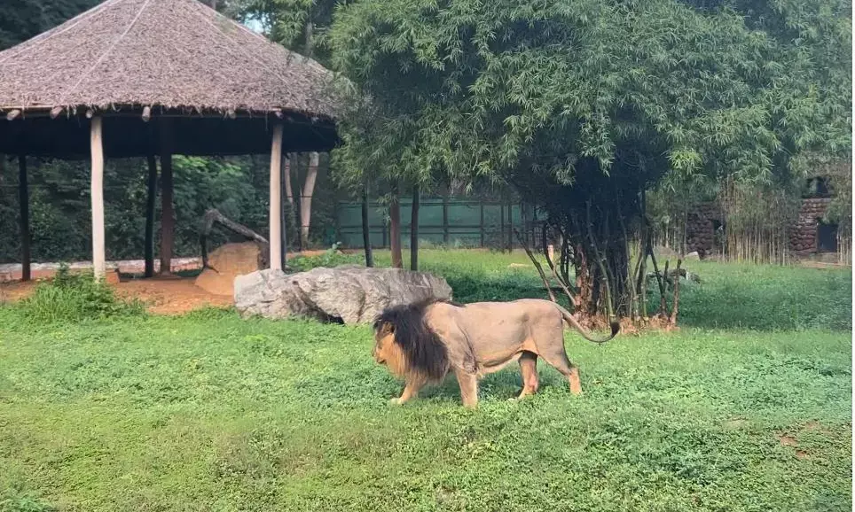 ಹಕ್ಕಿಜ್ವರ ಭೀತಿ: ಮೈಸೂರು ಮೃಗಾಲಯದಲ್ಲಿ ಕಟ್ಟೆಚ್ಚರ