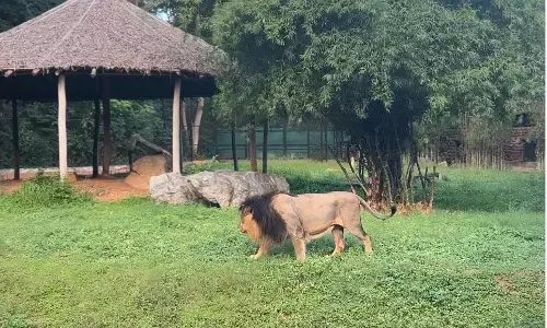 ಹಕ್ಕಿಜ್ವರ ಭೀತಿ: ಮೈಸೂರು ಮೃಗಾಲಯದಲ್ಲಿ ಕಟ್ಟೆಚ್ಚರ