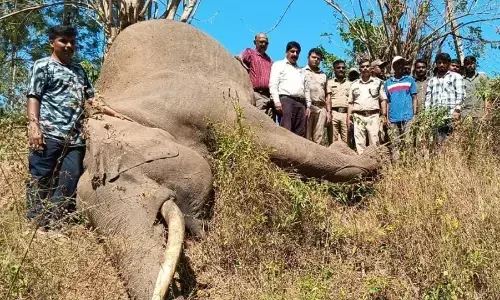 ಕುಶಾಲನಗರ | ವಿದ್ಯುತ್ ಸ್ಪರ್ಶಿಸಿ ಕಾಡಾನೆ ಸಾವು