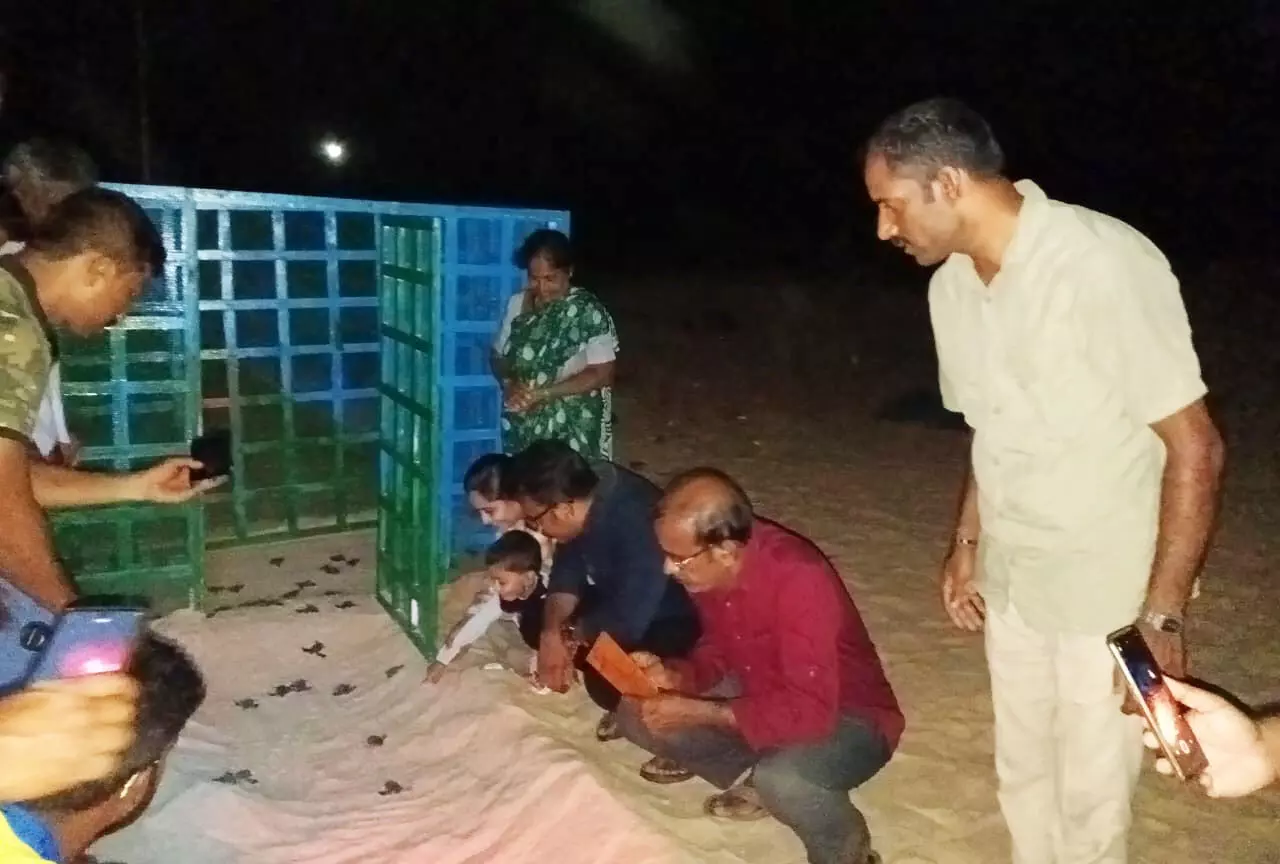 ಕಡಲು ಸೇರಿದ 115ಕ್ಕೂ ಅಧಿಕ ಕಡಲಾಮೆ ಮರಿಗಳು ಕಡಲು ಸೇರಿದ 115ಕ್ಕೂ ಅಧಿಕ ಕಡಲಾಮೆ ಮರಿಗಳು