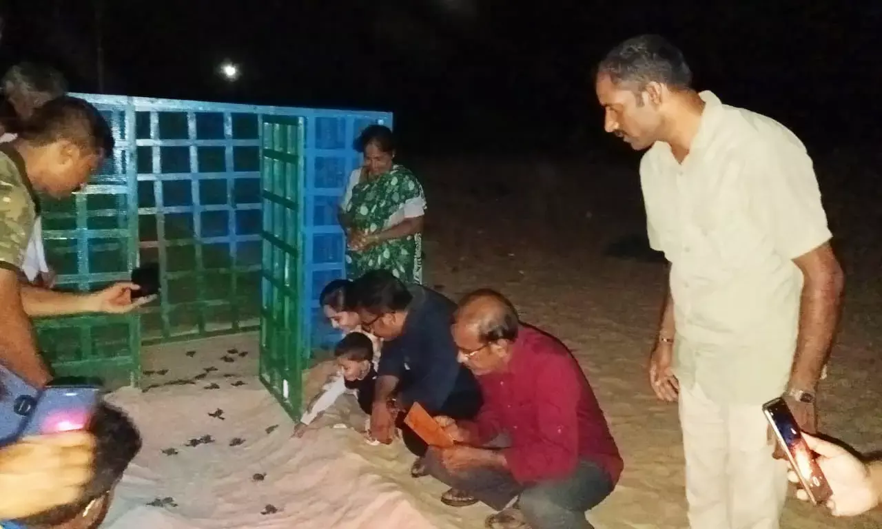 ಕಡಲು ಸೇರಿದ 115ಕ್ಕೂ ಅಧಿಕ ಕಡಲಾಮೆ ಮರಿಗಳು