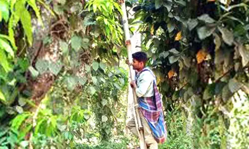 ಕರಿಮೆಣಸು ಕೊಯ್ಲು: ಜೀವಕ್ಕೆ ಆಪತ್ತು ತಂದೊಡ್ಡುತ್ತಿರುವ ಅಲ್ಯೂ ಮಿನಿಯಂ ಏಣಿ