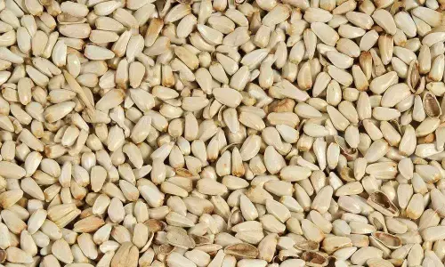 ಬೀದರ್: ಜಿಲ್ಲೆಯಲ್ಲಿ 9 ಕುಸುಬೆ ಖರೀದಿ ಕೇಂದ್ರ ಪ್ರಾರಂಭ; ಕ್ವಿಂಟಲ್ ಗೆ 5,940 ರೂ. ನಿಗದಿ