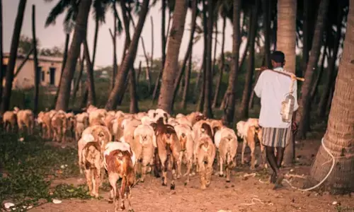 ವಲಸೆ ಕುರಿಗಾಹಿಗಳ ಮೇಲೆ ದೌರ್ಜನ್ಯ ತಡೆಯಲು ಕಠಿಣ ವಿಧೇಯಕ ಮಂಡನೆಗೆ ಸಿದ್ಧತೆ