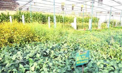 ರೈತರು, ಯುವ ಉದ್ದಿಮೆದಾರರಿಗೆ ಮಾಹಿತಿ ಕೇಂದ್ರವಾದ ‘ಸಿದ್ದಗಂಗಾ’