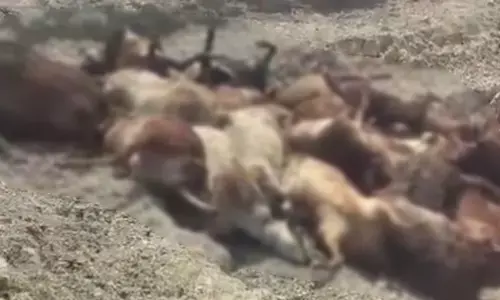 ಯಾದಗಿರಿ | ಸಾಗಾಟದ ವೇಳೆ ವಾಹನದಲ್ಲಿ ಉಸಿರು ಗಟ್ಟಿ 30 ಕುರಿಗಳ ಸಾವು