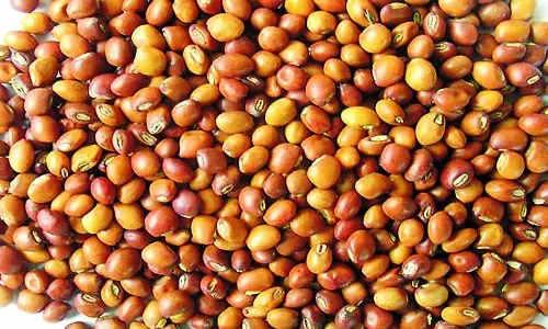 ಬೀದರ್ | ತೊಗರಿ ಖರೀದಿಯ ನೋಂದಣಿ  ಅವಧಿ ವಿಸ್ತರಣೆ