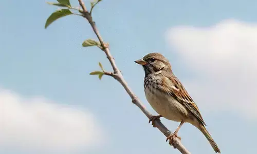 ಗುಬ್ಬಿಗಳು ಎಲ್ಲೆಡೆ ಮತ್ತೆ ಗೂಡು ಕಟ್ಟಲಿ...