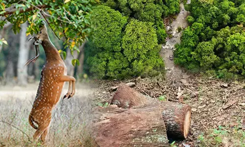 ಅರಣ್ಯ ಅಳಿದರೆ ಜೀವಸಂಕುಲ ಉಳಿದೀತೇ?