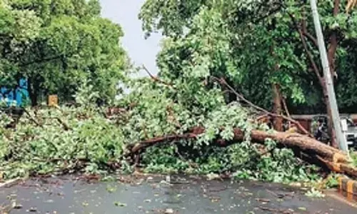 ಬೆಂಗಳೂರು: ಮಳೆಯ ರಭಸಕ್ಕೆ ಮರ ಬಿದ್ದು ಮೂರು ವರ್ಷದ ಮಗು ಮೃತ್ಯು