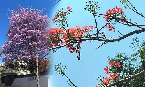 ಚಿಕ್ಕಮಗಳೂರು ನಗರದ ಸೌಂದರ್ಯ ಹೆಚ್ಚಿಸಿದ ಪುಷ್ಪರಾಶಿ