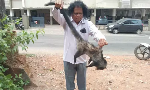 ಉಡುಪಿ: ಗಾಯಗೊಂಡ ಪುನುಗುಬೆಕ್ಕಿನ ರಕ್ಷಣೆ