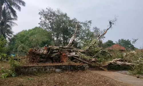 ಕೊಡಗಿನ ವಿವಿಧೆಡೆ ಮಳೆ : ರಸ್ತೆಗುರುಳಿದ ಬೃಹತ್ ಮರ