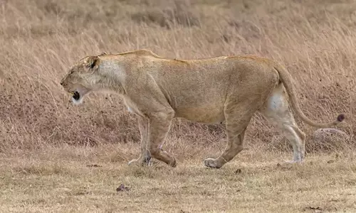 ಕಳೆದ ಐದು ವರ್ಷಗಳಲ್ಲಿ 669 ಏಶ್ಯ ಮೂಲದ ಸಿಂಹಗಳ ಮೃತ್ಯು; 2024ರಲ್ಲೇ ಅಧಿಕ: ಸರಕಾರಿ ದತ್ತಾಂಶ