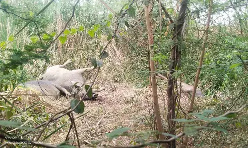 ಲಿಂಗಸುಗೂರು: ವಿದ್ಯುತ್ ತಂತಿ ತಗುಲಿ ಮೂರು ಎಮ್ಮೆ ಸಾವು