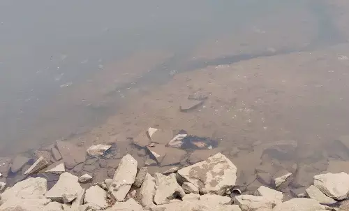 ಭಟ್ಕಳ| ಜಾನುವಾರು ಹತ್ಯೆ: ಅಂಗಾಂಗಗಳನ್ನು ಗೋಣಿಚೀಲದಲ್ಲಿ ಎಸೆದ ದುಷ್ಕರ್ಮಿಗಳು