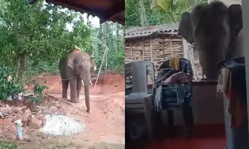 ಮೂಡಿಗೆರೆ | ಬಾಗಿಲು ತೆರೆದರೆ ಮನೆಮುಂದೆ ನಿಂತಿತ್ತು ಒಂಟಿ ಸಲಗ!