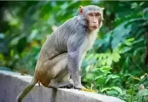 ತೀರ್ಥಹಳ್ಳಿ | ಮಂಗನ ಕಾಯಿಲೆಗೆ ಬಾಲಕ ಮೃತ್ಯು ತೀರ್ಥಹಳ್ಳಿ | ಮಂಗನ ಕಾಯಿಲೆಗೆ ಬಾಲಕ ಮೃತ್ಯು