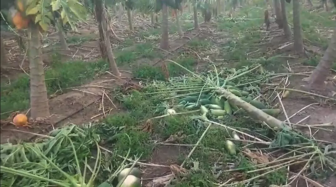 ಯಾದಗಿರಿ | ಗಾಳಿ-ಮಳೆಯಿಂದ ಪಪ್ಪಾಯಿ ಬೆಳೆ ಹಾನಿ ಯಾದಗಿರಿ | ಗಾಳಿ-ಮಳೆಯಿಂದ ಪಪ್ಪಾಯಿ ಬೆಳೆ ಹಾನಿ