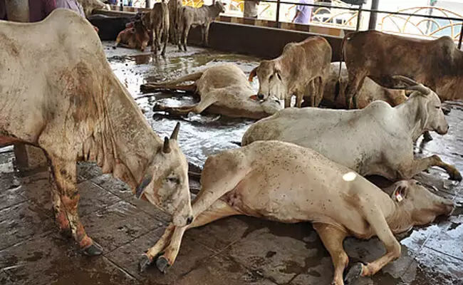 ತಿರುಪತಿ ದೇಗುಲದ ಗೋಶಾಲೆಯಲ್ಲಿ ನೂರಕ್ಕೂ ಅಧಿಕ ದನಗಳು ಸಾವನ್ನಪ್ಪಿರುವುದಾಗಿ ಆಪಾದಿಸಿದ್ದ ವೈಎಸ್ಆರ್ಸಿಪಿ ನಾಯಕನ ವಿರುದ್ಧ ಕೇಸ್ ತಿರುಪತಿ ದೇಗುಲದ ಗೋಶಾಲೆಯಲ್ಲಿ ನೂರಕ್ಕೂ ಅಧಿಕ ದನಗಳು ಸಾವನ್ನಪ್ಪಿರುವುದಾಗಿ ಆಪಾದಿಸಿದ್ದ ವೈಎಸ್ಆರ್ಸಿಪಿ ನಾಯಕನ ವಿರುದ್ಧ ಕೇಸ್