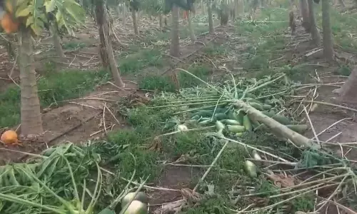 ಯಾದಗಿರಿ | ಗಾಳಿ-ಮಳೆಯಿಂದ ಪಪ್ಪಾಯಿ ಬೆಳೆ ಹಾನಿ