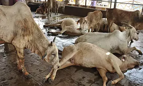 ತಿರುಪತಿ ದೇಗುಲದ ಗೋಶಾಲೆಯಲ್ಲಿ ನೂರಕ್ಕೂ ಅಧಿಕ ದನಗಳು ಸಾವನ್ನಪ್ಪಿರುವುದಾಗಿ ಆಪಾದಿಸಿದ್ದ  ವೈಎಸ್‌ಆರ್‌ಸಿಪಿ ನಾಯಕನ ವಿರುದ್ಧ ಕೇಸ್