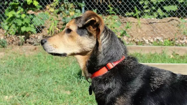 ಕೇರಳ | ನಾಯಿ ವಿಚಾರದಲ್ಲಿ ಜಗಳ ಕೊಲೆಯಲ್ಲಿ ಅಂತ್ಯ ಕೇರಳ | ನಾಯಿ ವಿಚಾರದಲ್ಲಿ ಜಗಳ ಕೊಲೆಯಲ್ಲಿ ಅಂತ್ಯ