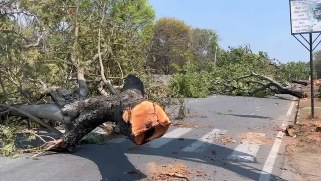ಮೈಸೂರಿನಲ್ಲಿ ಮರಗಳ ಹನನ: ವರದಿ ಕೇಳಿದ ಸರ್ಕಾರ