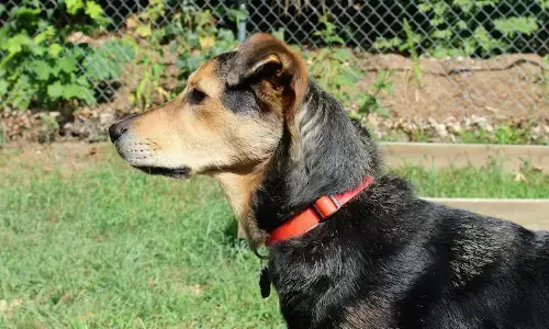 ಕೇರಳ | ನಾಯಿ ವಿಚಾರದಲ್ಲಿ ಜಗಳ ಕೊಲೆಯಲ್ಲಿ ಅಂತ್ಯ