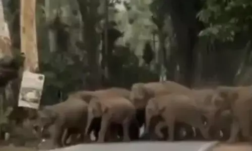 ಚಿಕ್ಕಮಗಳೂರಿನಲ್ಲಿ ಮುಂದುವರಿದ ಕಾಡಾನೆ ಹಾವಳಿ; ಕಾಡಿಗಟ್ಟಲು ಸಿಬ್ಬಂದಿ ಹರಸಾಹಸ