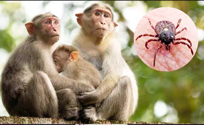 ಮಂಗನ ಕಾಯಿಲೆ ನಿಯಂತ್ರಣಕ್ಕಾಗಿ ಐಸಿಎಂಆರ್‌ನಿಂದ ಸೀರೋ ಸರ್ವೇ