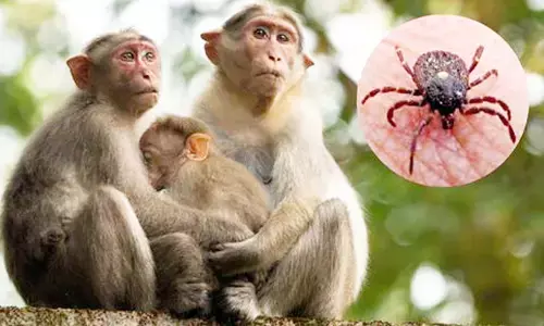 ಮಂಗನ ಕಾಯಿಲೆ ನಿಯಂತ್ರಣಕ್ಕಾಗಿ ಐಸಿಎಂಆರ್‌ನಿಂದ ಸೀರೋ ಸರ್ವೇ