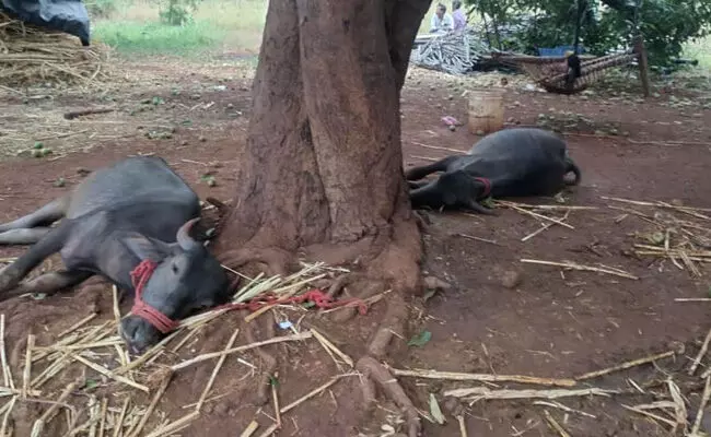 ಬೀದರ್ | ಸಿಡಿಲು ಬಡಿದು ಎರಡು ಎಮ್ಮೆ ಬಲಿ ಬೀದರ್ | ಸಿಡಿಲು ಬಡಿದು ಎರಡು ಎಮ್ಮೆ ಬಲಿ
