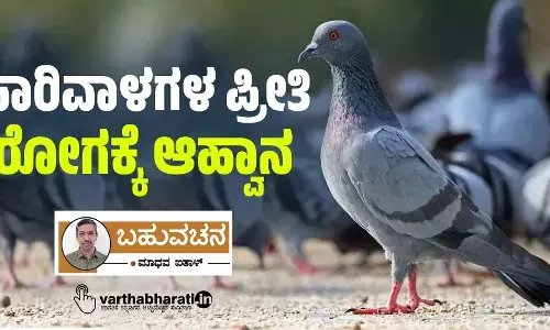 ಪಾರಿವಾಳಗಳ ಪ್ರೀತಿ ರೋಗಕ್ಕೆ ಆಹ್ವಾನ