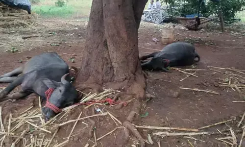 ಬೀದರ್ | ಸಿಡಿಲು ಬಡಿದು ಎರಡು ಎಮ್ಮೆ ಬಲಿ