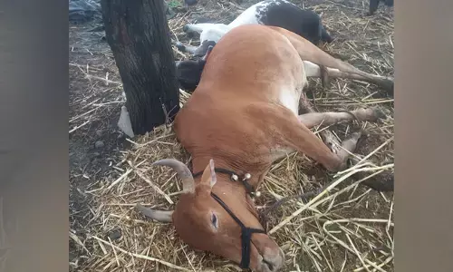 ಬೀದರ್ | ಸಿಡಿಲು ಬಡಿದು ಎರಡು ಎತ್ತುಗಳು ಬಲಿ