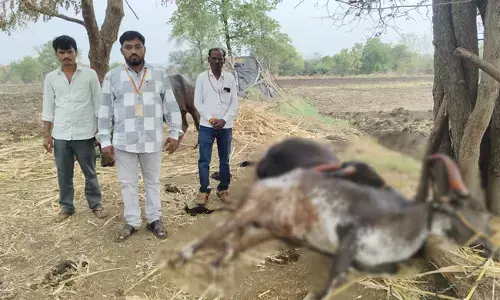 ಬೀದರ್ | ಸಿಡಿಲು ಬಡಿದು ಎರಡು ಎತ್ತುಗಳು ಬಲಿ