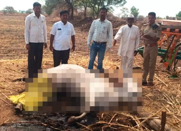 ಕಲಬುರಗಿ: ಸಿಡಿಲು ಬಡಿದು ಎತ್ತು ಸಾವು