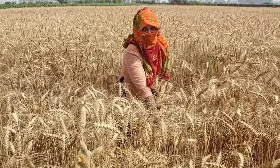 ಭಾರತ-ಪಾಕಿಸ್ತಾನದ ಗಡಿಯಲ್ಲಿ ಮುಂದುವರಿದ ಉದ್ವಿಗ್ನ ಪರಿಸ್ಥಿತಿ: ಪಂಜಾಬ್,ರಾಜಸ್ಥಾನದ ಭಾರತೀಯ ರೈತರಿಂದ ಗೋಧಿ ಕಟಾವು