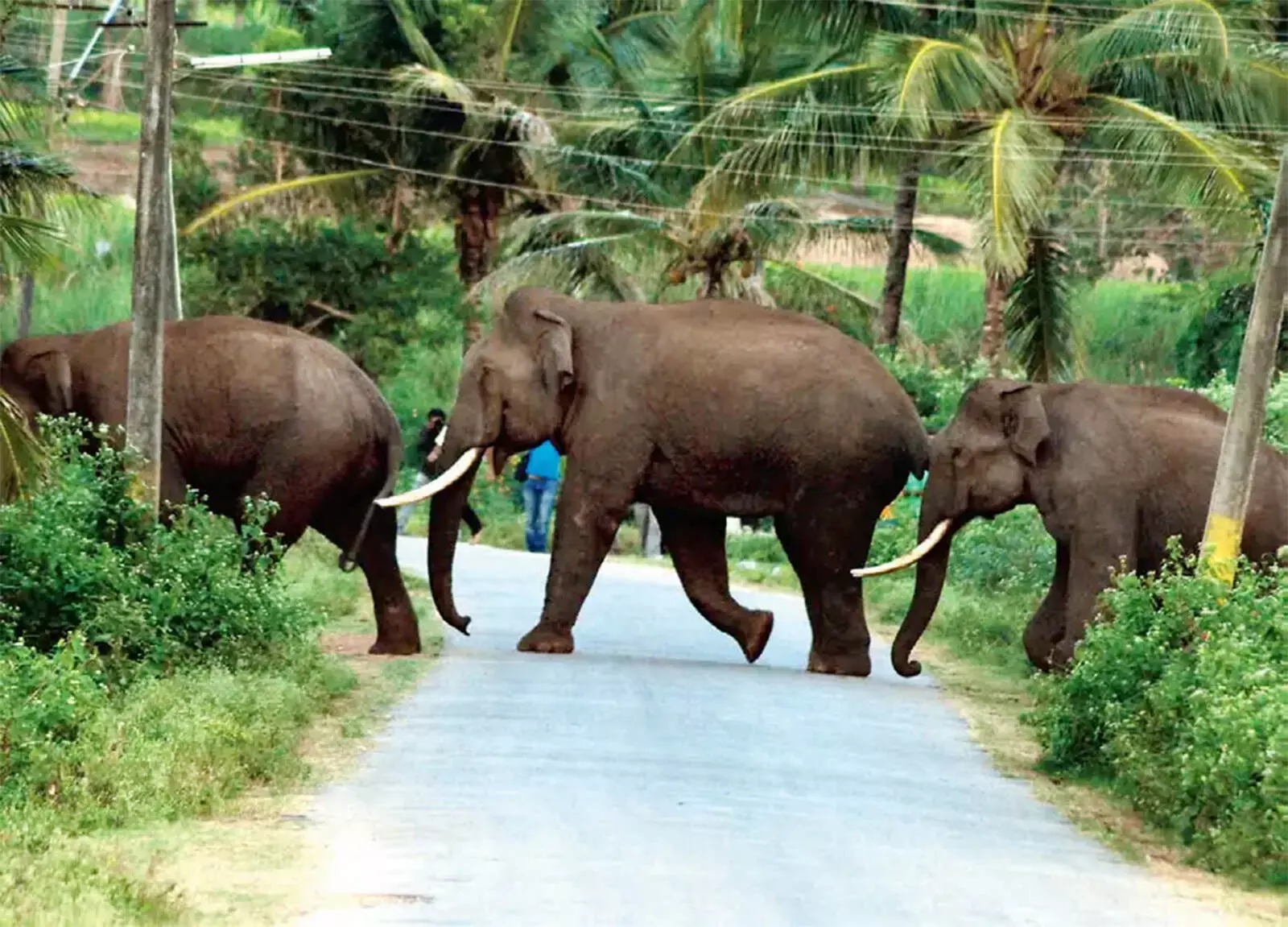 ಆನೆ-ಮಾನವ ಸಂಘರ್ಷ ಇನ್ನೆಷ್ಟು ದಿನ?