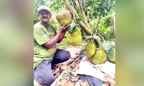 ಕಸಿ ಕಟ್ಟಿ ವಿದೇಶಿ ತಳಿಯ ಹಣ್ಣು ಹಂಪಲು ಬೆಳೆ!
