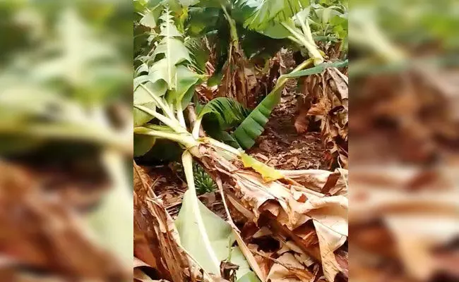 ಆಳಂದ: ಹಲವಡೆ ಬಿರುಗಾಳಿ ಸಹಿತ ಮಳೆ; ಅಪಾರ ಹಾನಿ