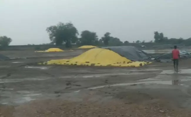 ಸಿಂಧನೂರು | ಮಳೆಗೆ ಅಪಾರ ಪ್ರಮಾಣದ ಬೆಳೆ‌ನಾಶ