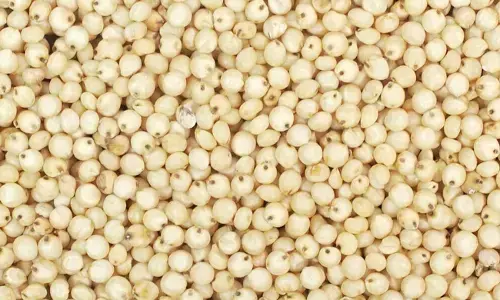 ಬಳ್ಳಾರಿ | ಜೂ.30 ರವರೆಗೆ ಜೋಳ ಖರೀದಿಗೆ ಅವಧಿ ವಿಸ್ತರಣೆ