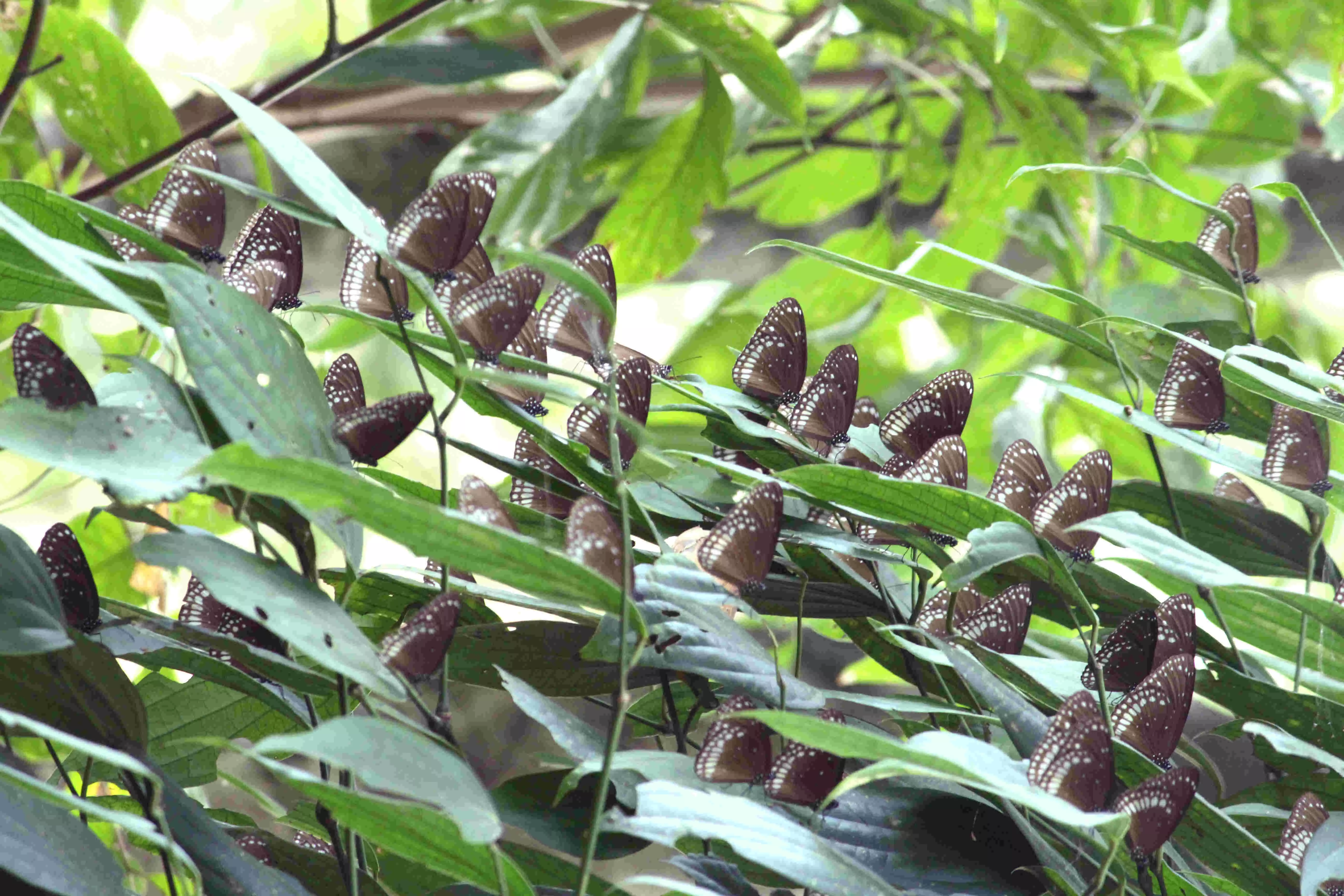 ಪಶ್ಚಿಮ ಘಟ್ಟ, ಕರಾವಳಿಯಲ್ಲಿ ಪಾತರಗಿತ್ತಿಗಳ ವಲಸೆ!