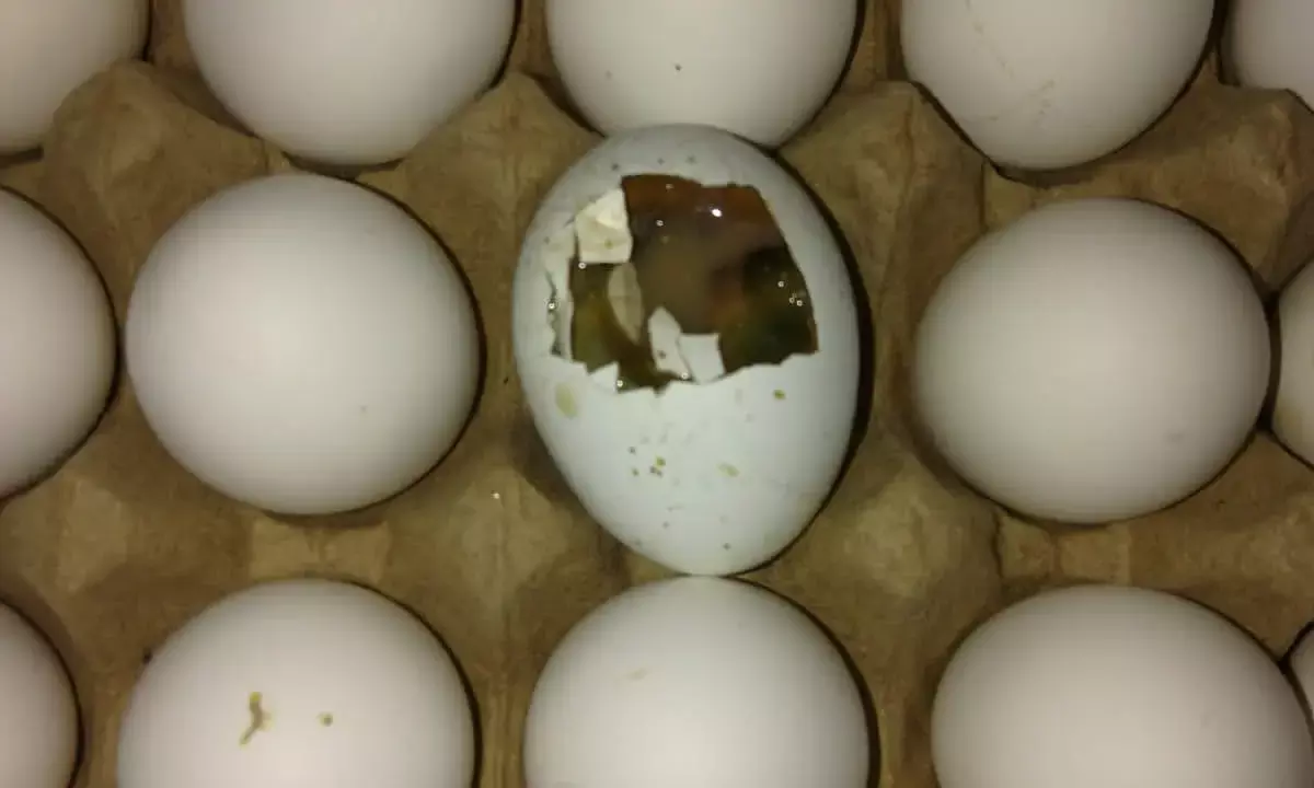 ಕೊರಗರಿಗೆ ಕಳಪೆ ಗುಣಮಟ್ಟದ ಪೌಷ್ಟಿಕ ಆಹಾರ ಪೂರೈಕೆ ಆರೋಪ: ಪ್ರತಿಭಟನೆಯ ಎಚ್ಚರಿಕೆ